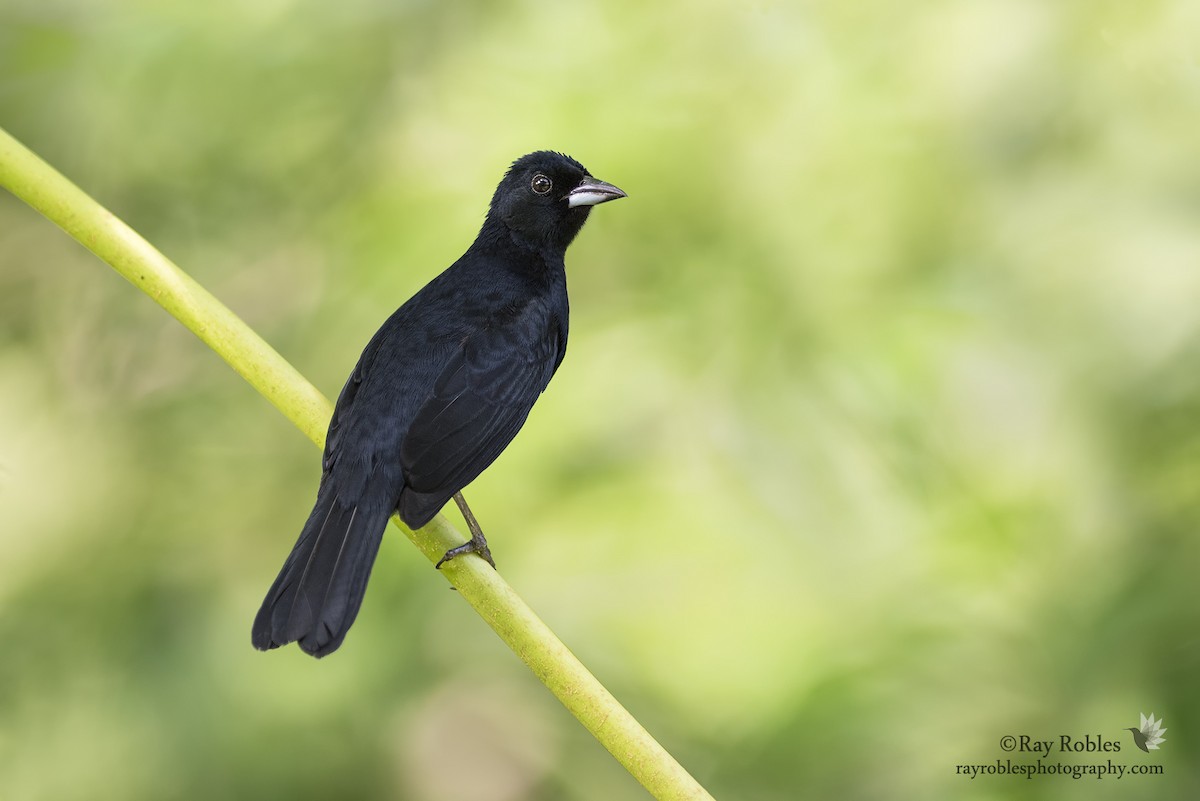 White-lined Tanager - ML76829571