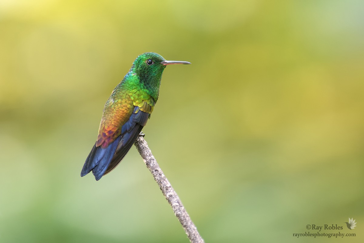 Copper-rumped Hummingbird - ML76829631