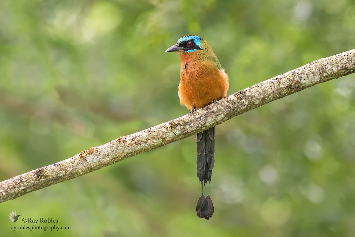 Trinidad Motmot - ML76829661