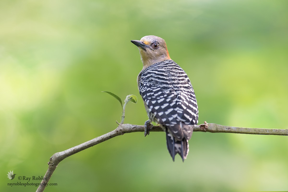 Red-crowned Woodpecker - ML76829671