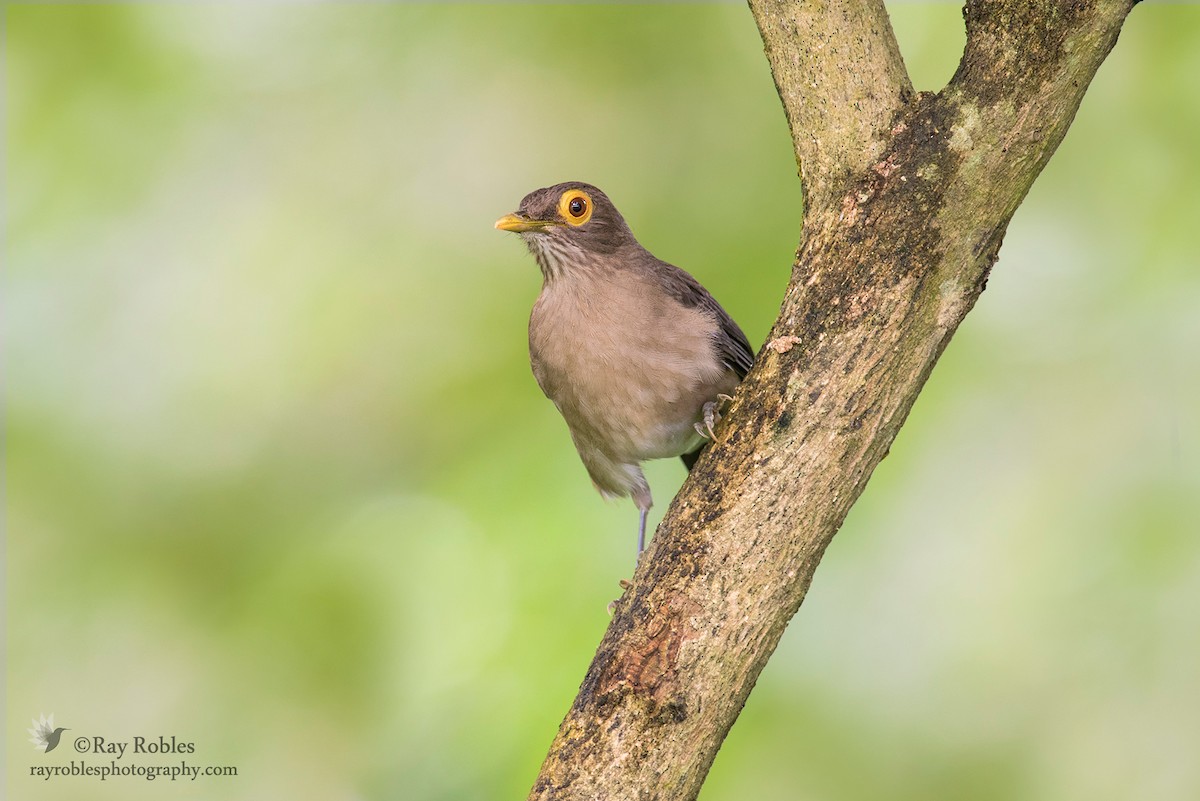 Spectacled Thrush - ML76829681