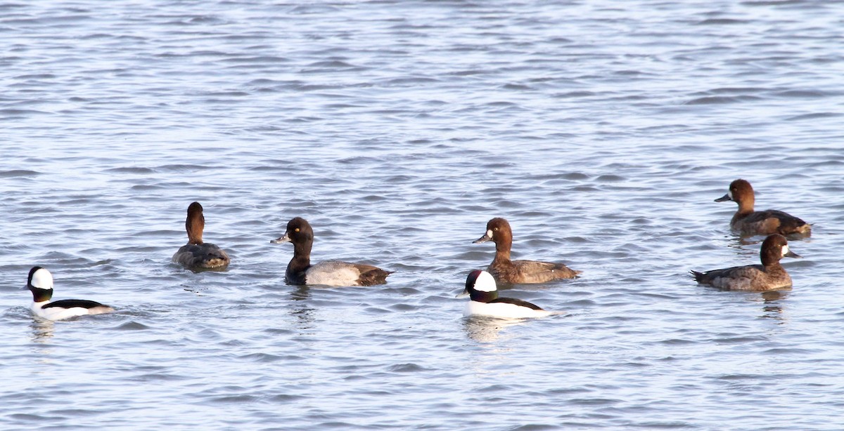 Lesser Scaup - ML76830801