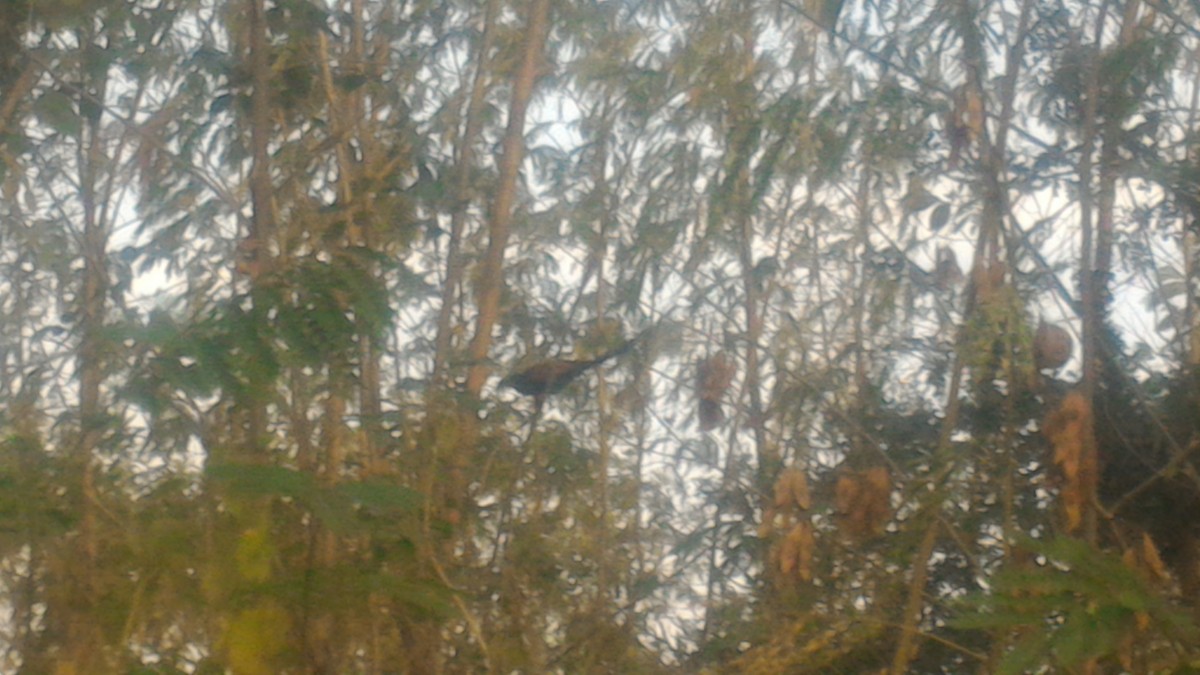 Greater Coucal - ML76833471
