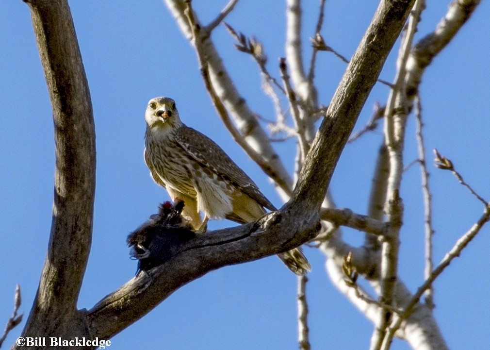 Merlin (Prairie) - Burroughs Audubon Field Trips