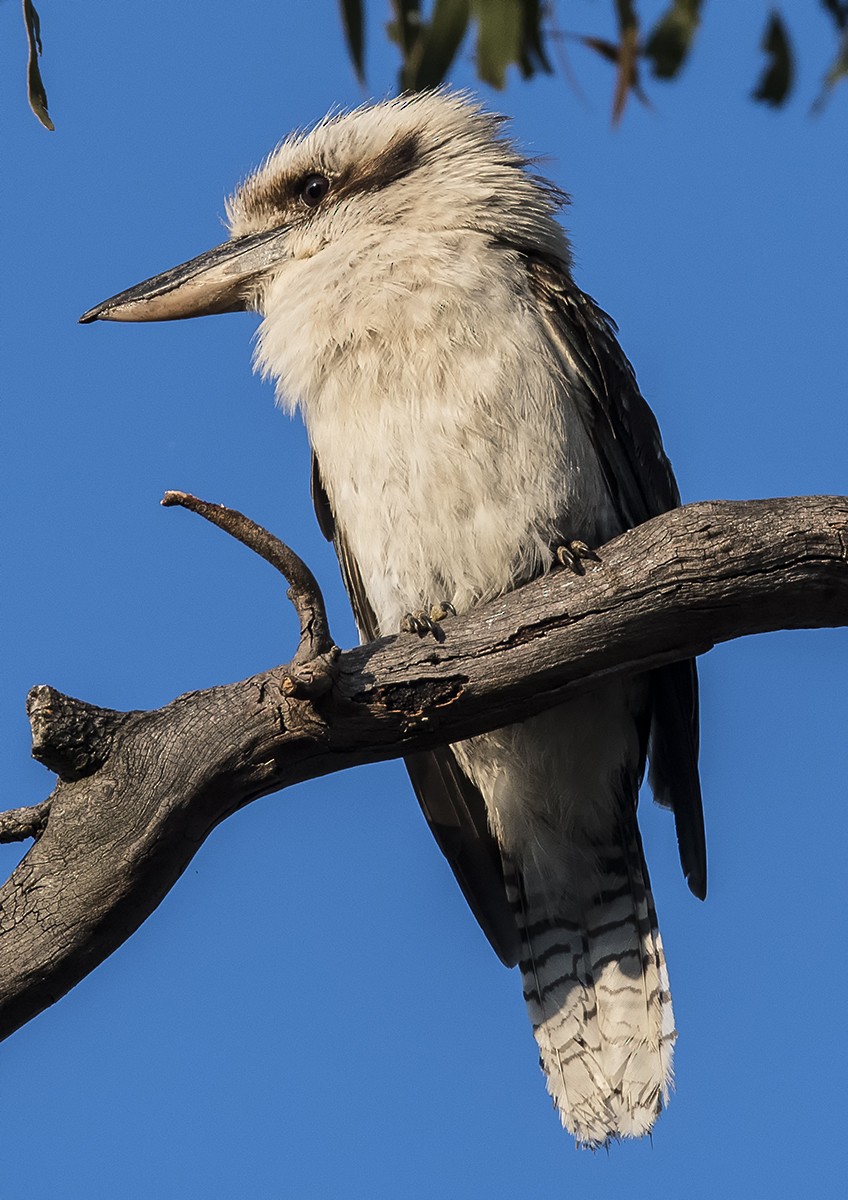 Laughing Kookaburra - ML76834021