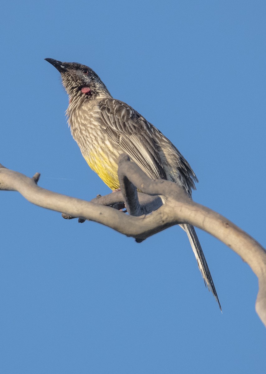 Red Wattlebird - ML76834061