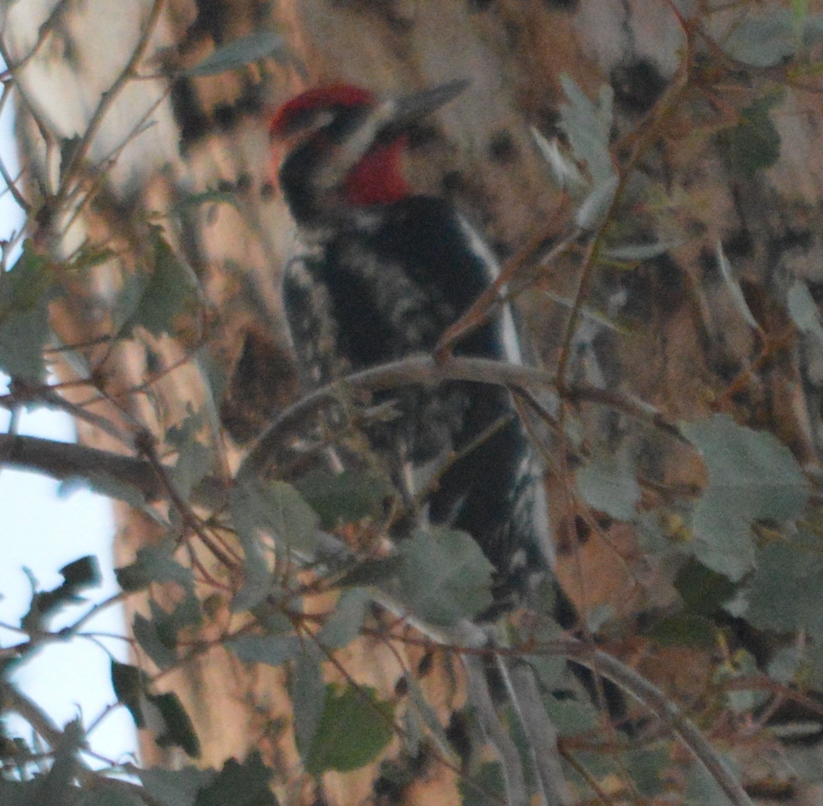 Red-naped Sapsucker - ML76834101