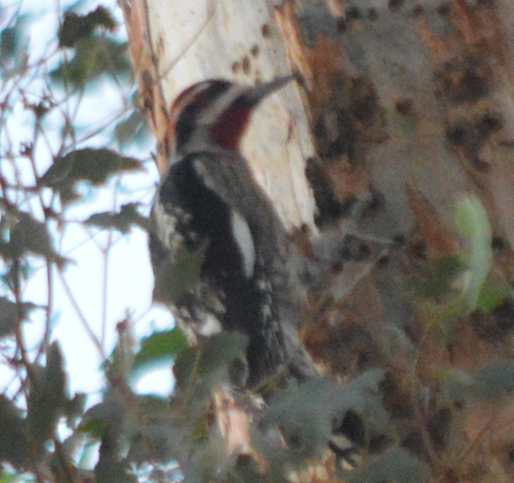 Red-naped Sapsucker - ML76834111