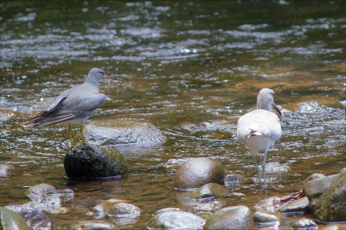 Wandering Tattler - ML76834121