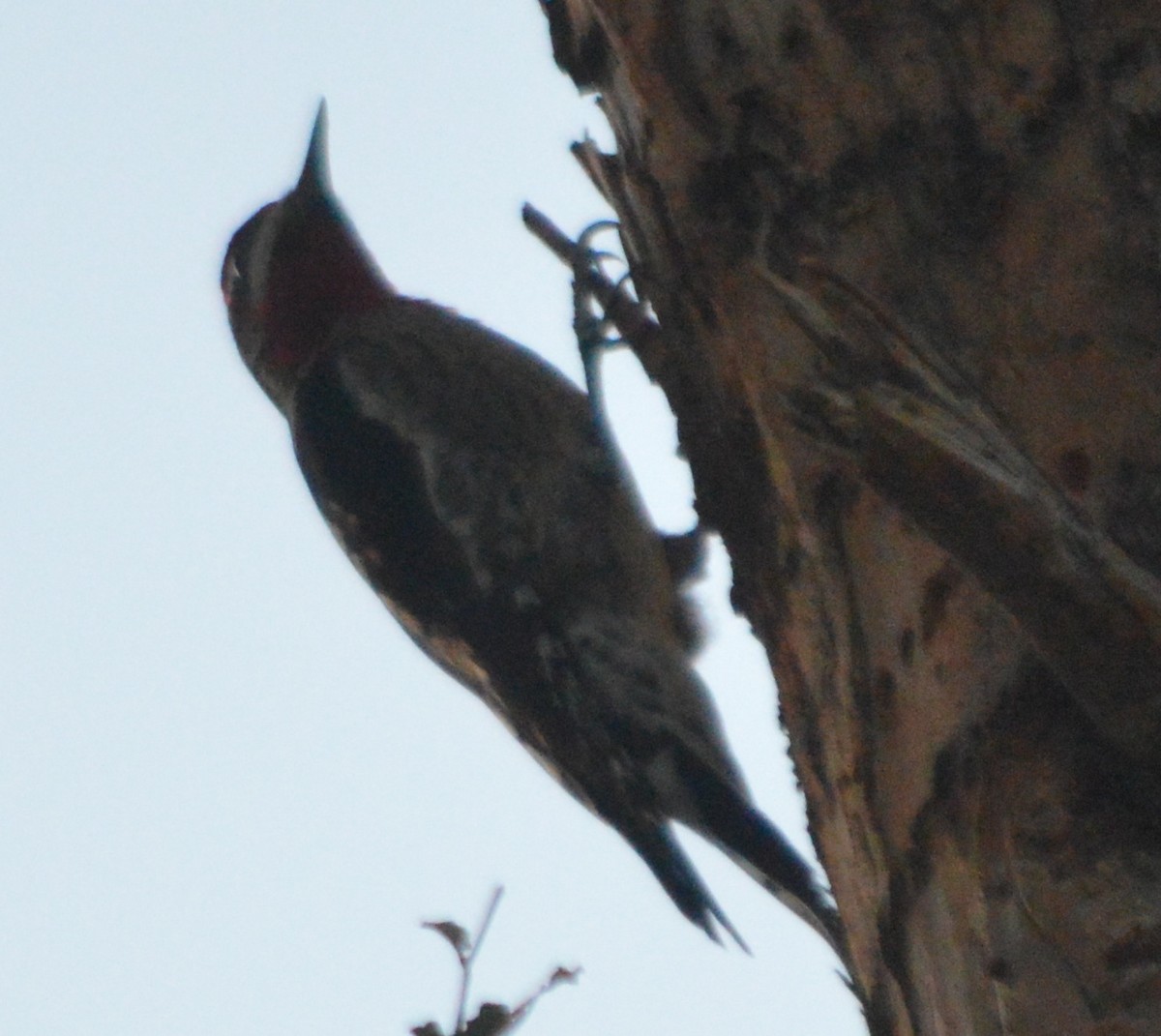 Red-naped Sapsucker - ML76834131