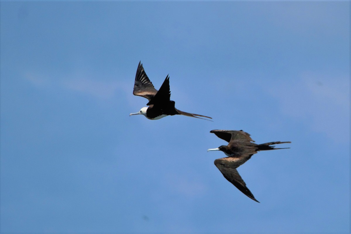 Great Frigatebird - ML76834461