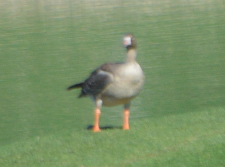Greater White-fronted Goose - ML76834881