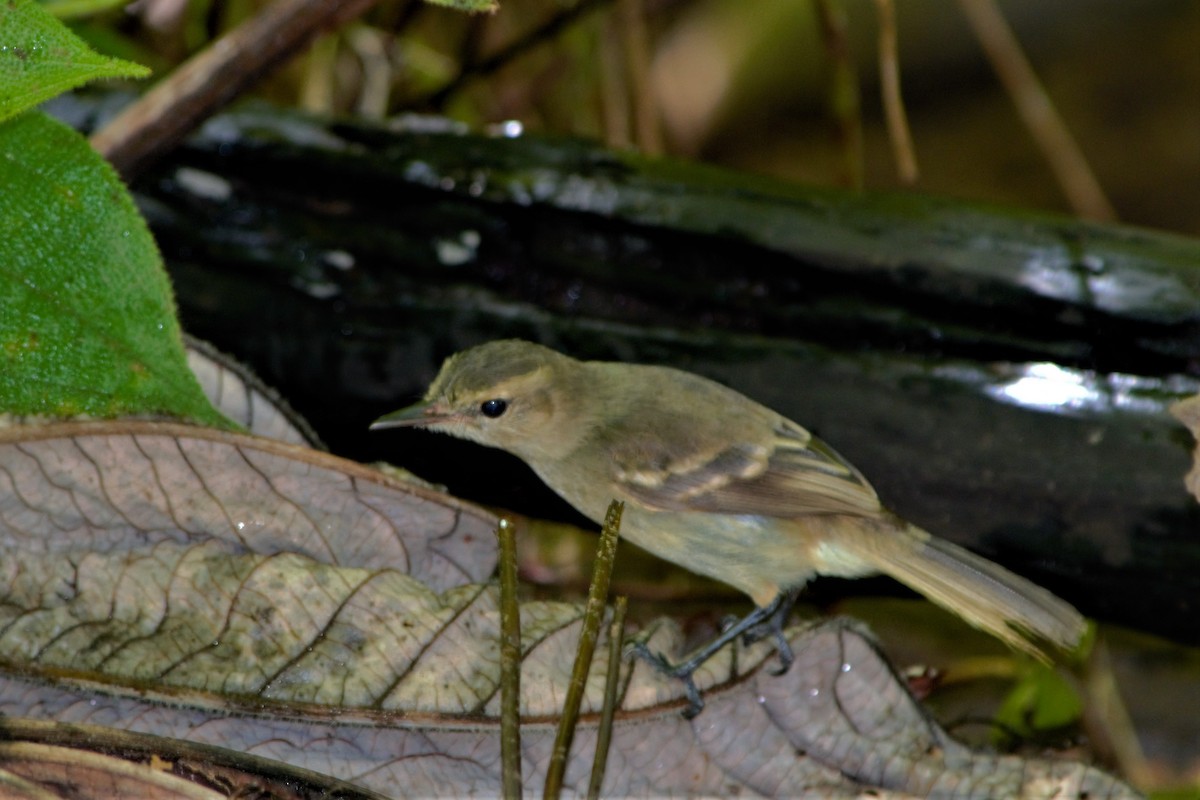 Cocos Tyrannulet - ML76835371