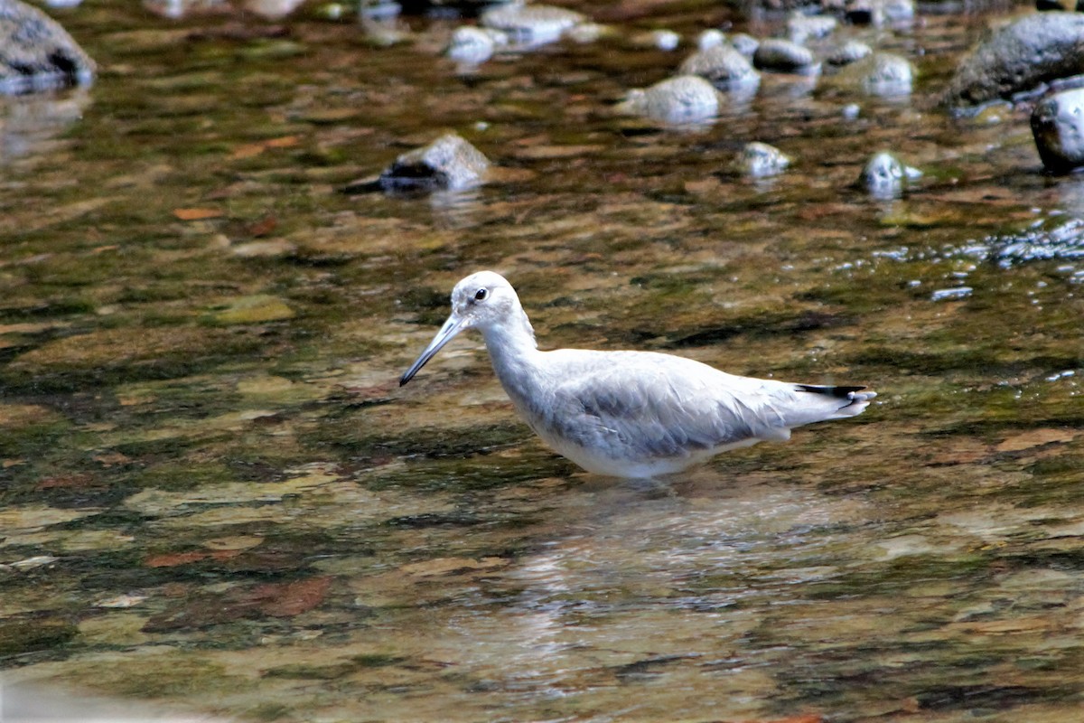 Willet - ML76836271