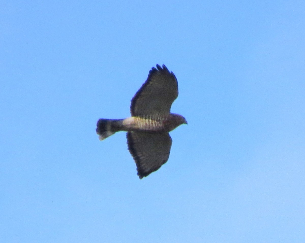 Broad-winged Hawk - Oliver  Komar