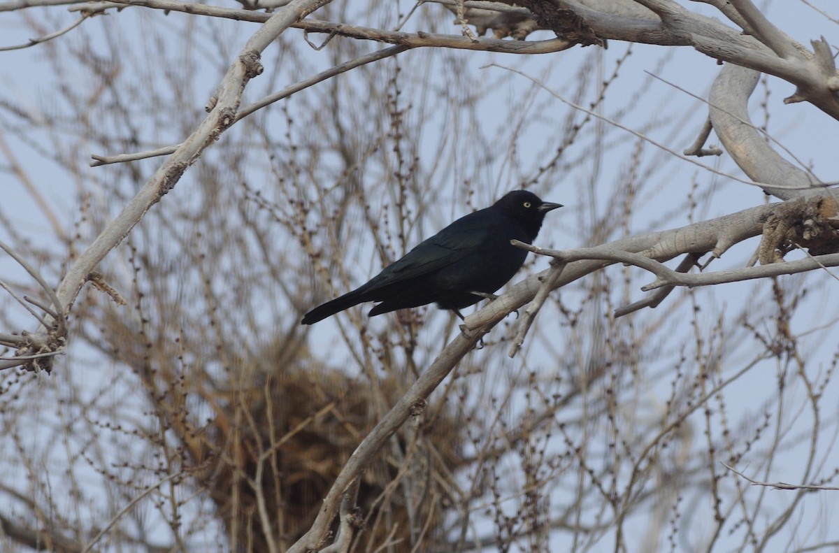 Brewer's Blackbird - ML76837281