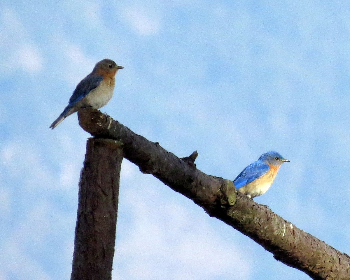 Eastern Bluebird - ML76837321