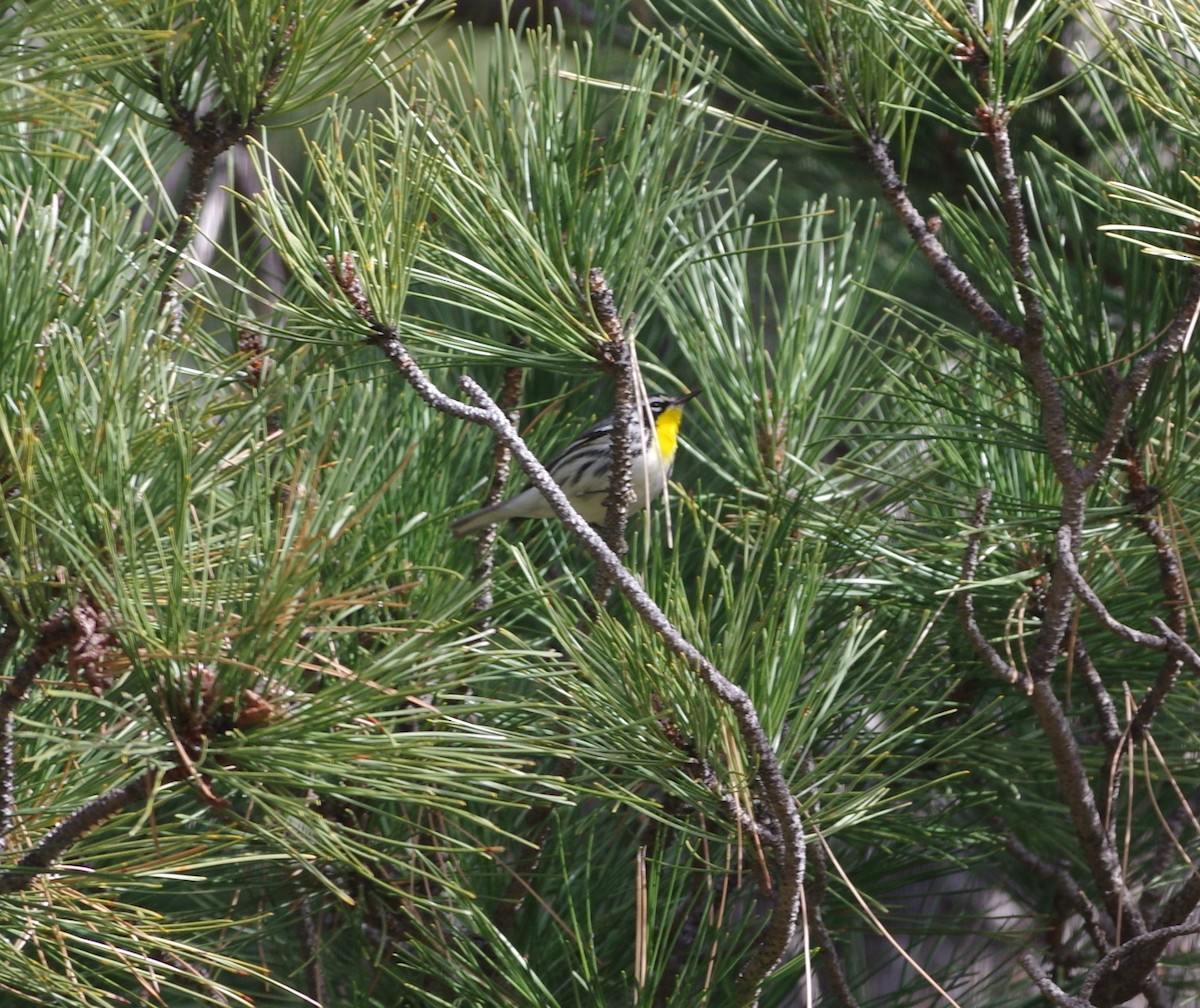 Yellow-throated Warbler - ML76837501