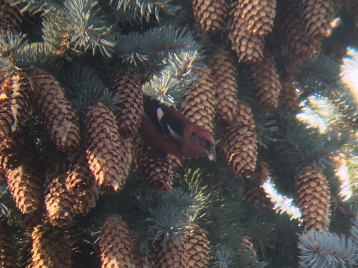 White-winged Crossbill - Stollery & Flood