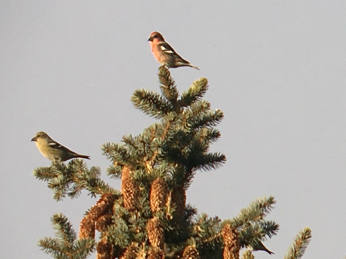 White-winged Crossbill - Stollery & Flood