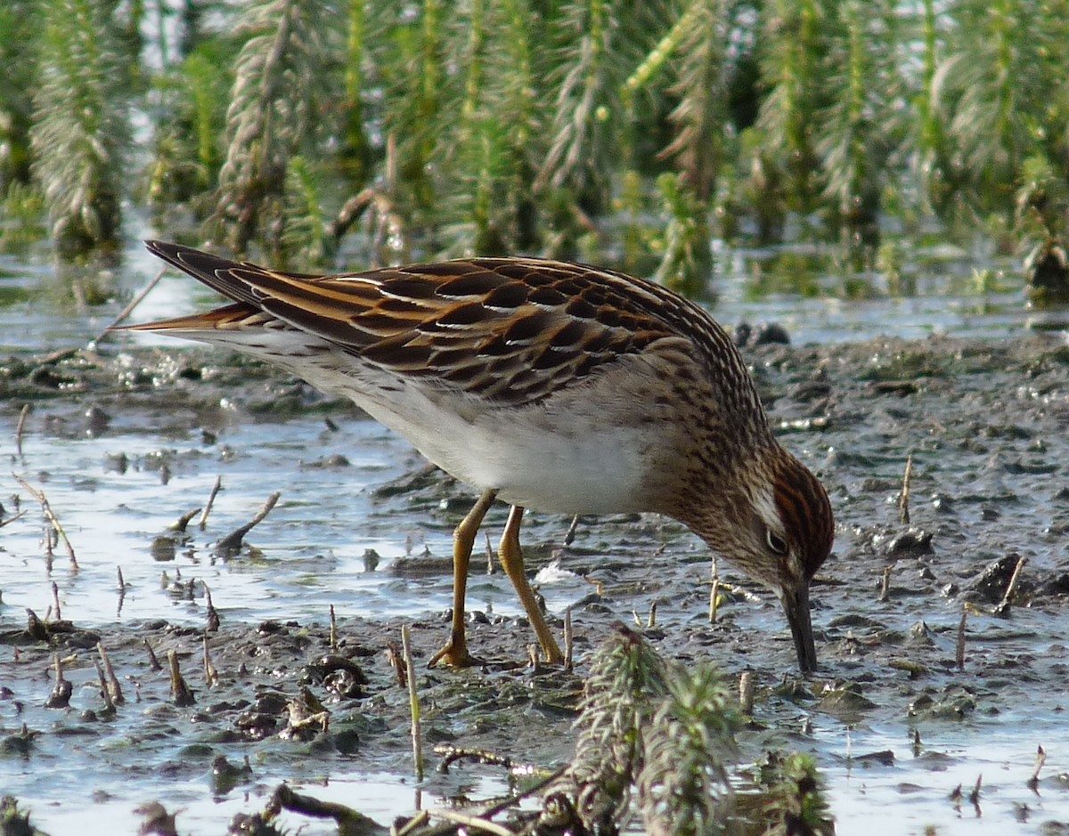 Sharp-tailed Sandpiper - ML76838321