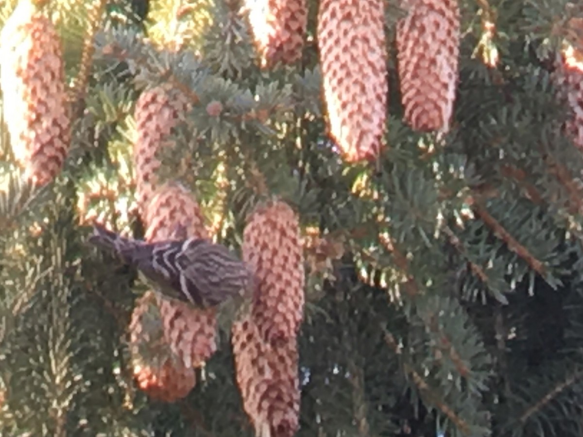 Pine Siskin - ML76839211