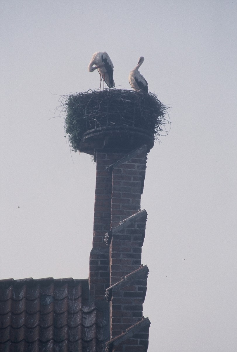 White Stork - ML76840301