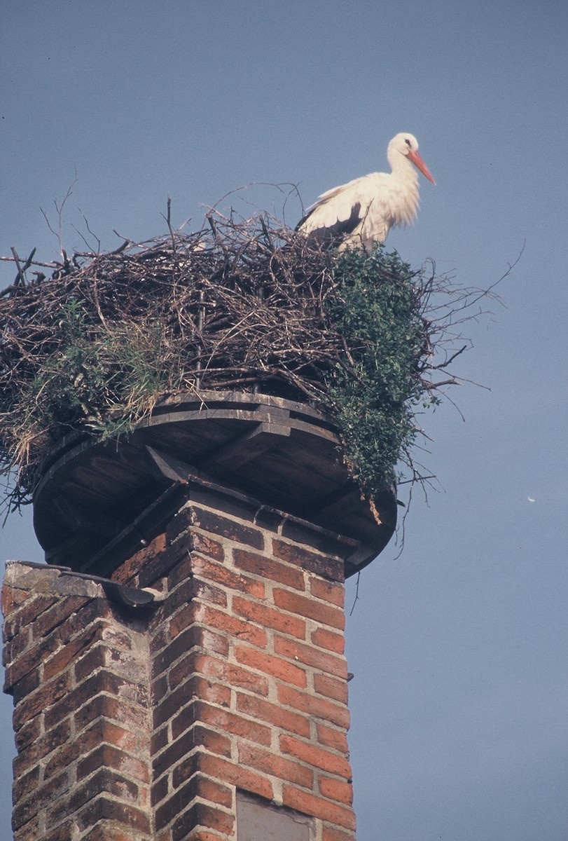 White Stork - ML76840311