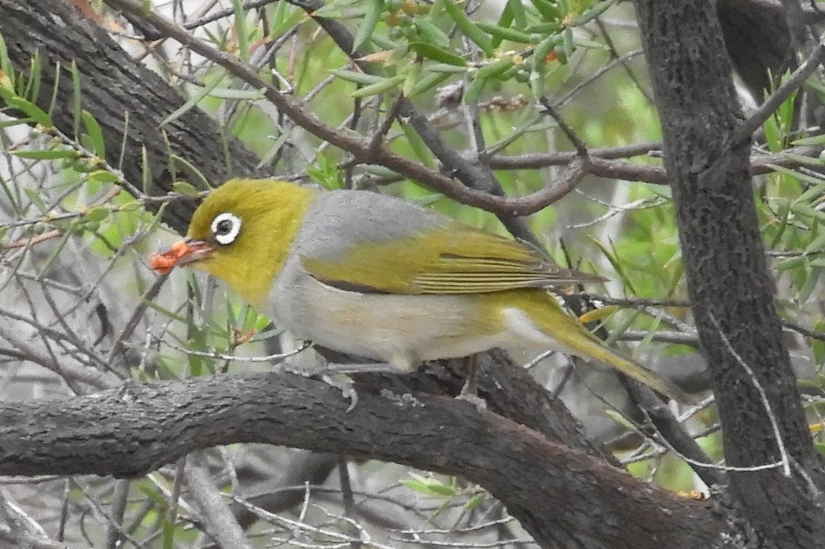 Silvereye - ML76840531