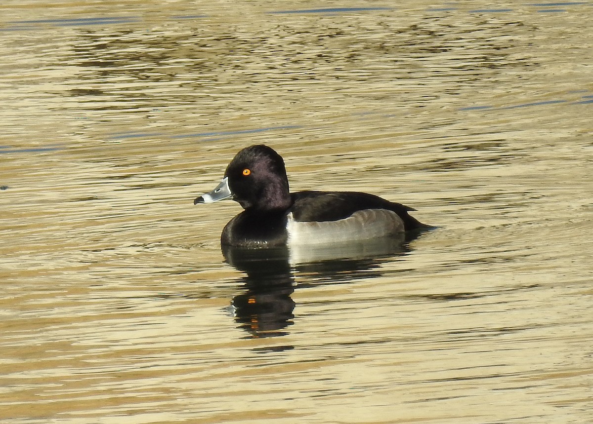 Ring-necked Duck - Glenn Pearson