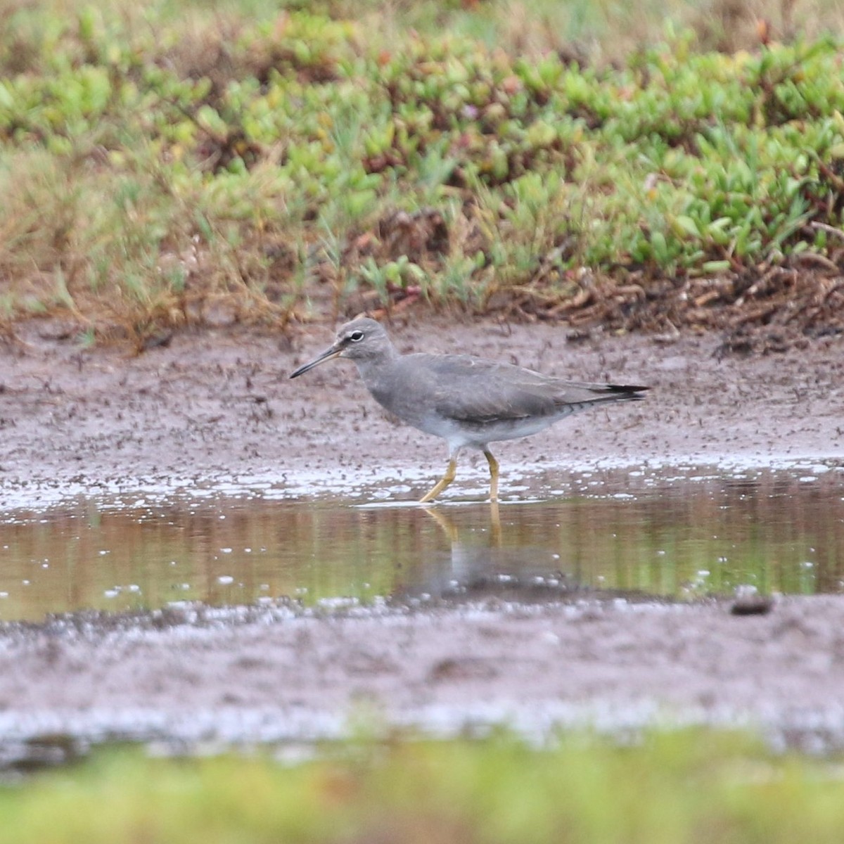 Wandering Tattler - Doug Cooper