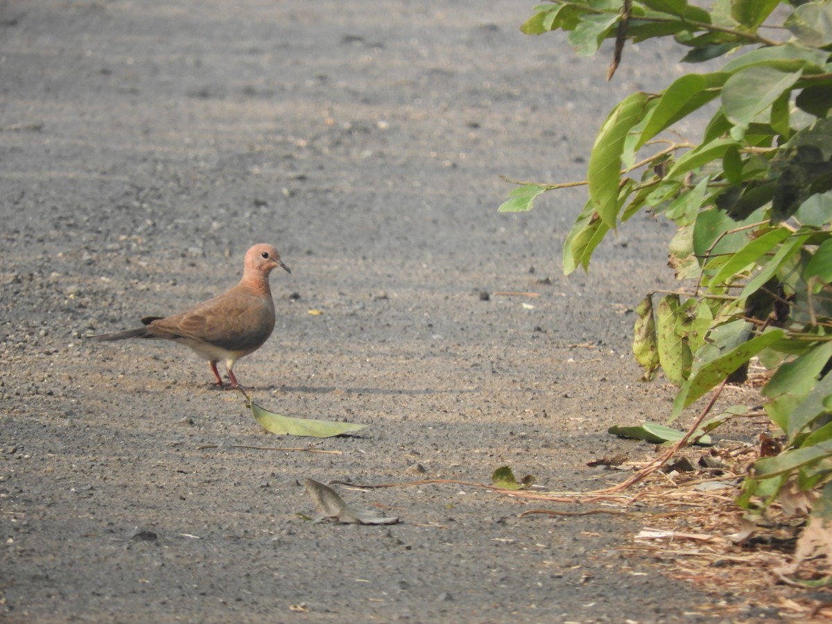 Laughing Dove - ML76843341