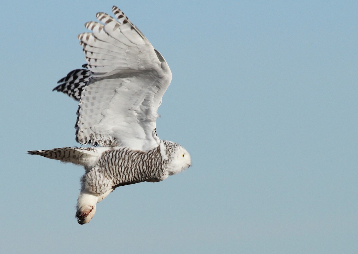 Snowy Owl - ML76843981