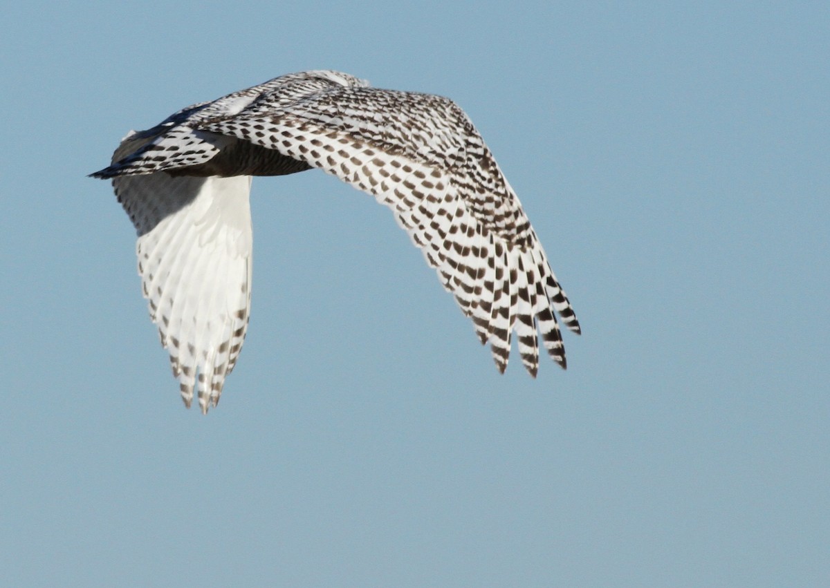 Snowy Owl - ML76844011