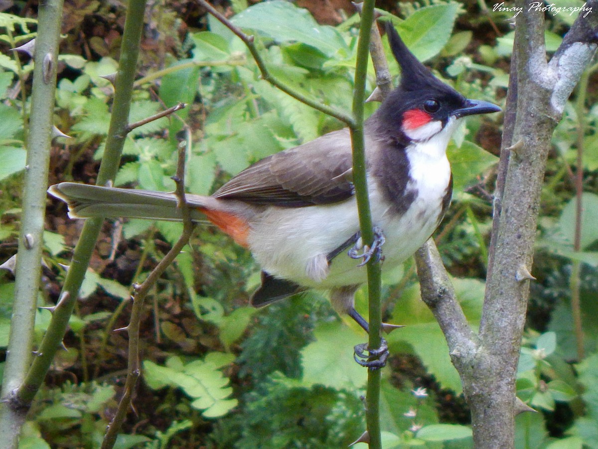 Bulbul orphée - ML76844341