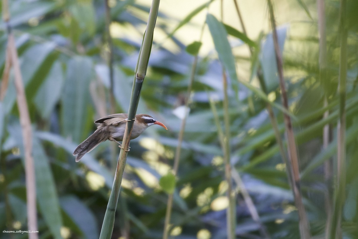 Red-billed Scimitar-Babbler - ML76844581