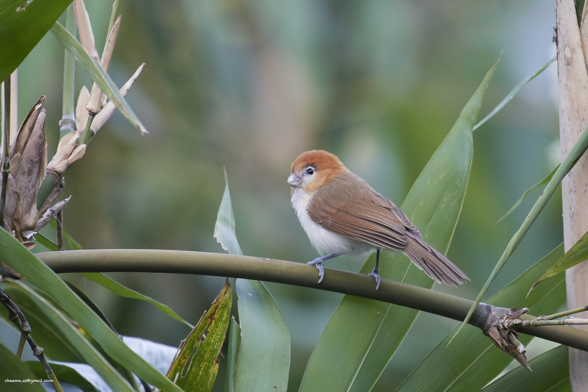 Pale-billed Parrotbill - ML76844601