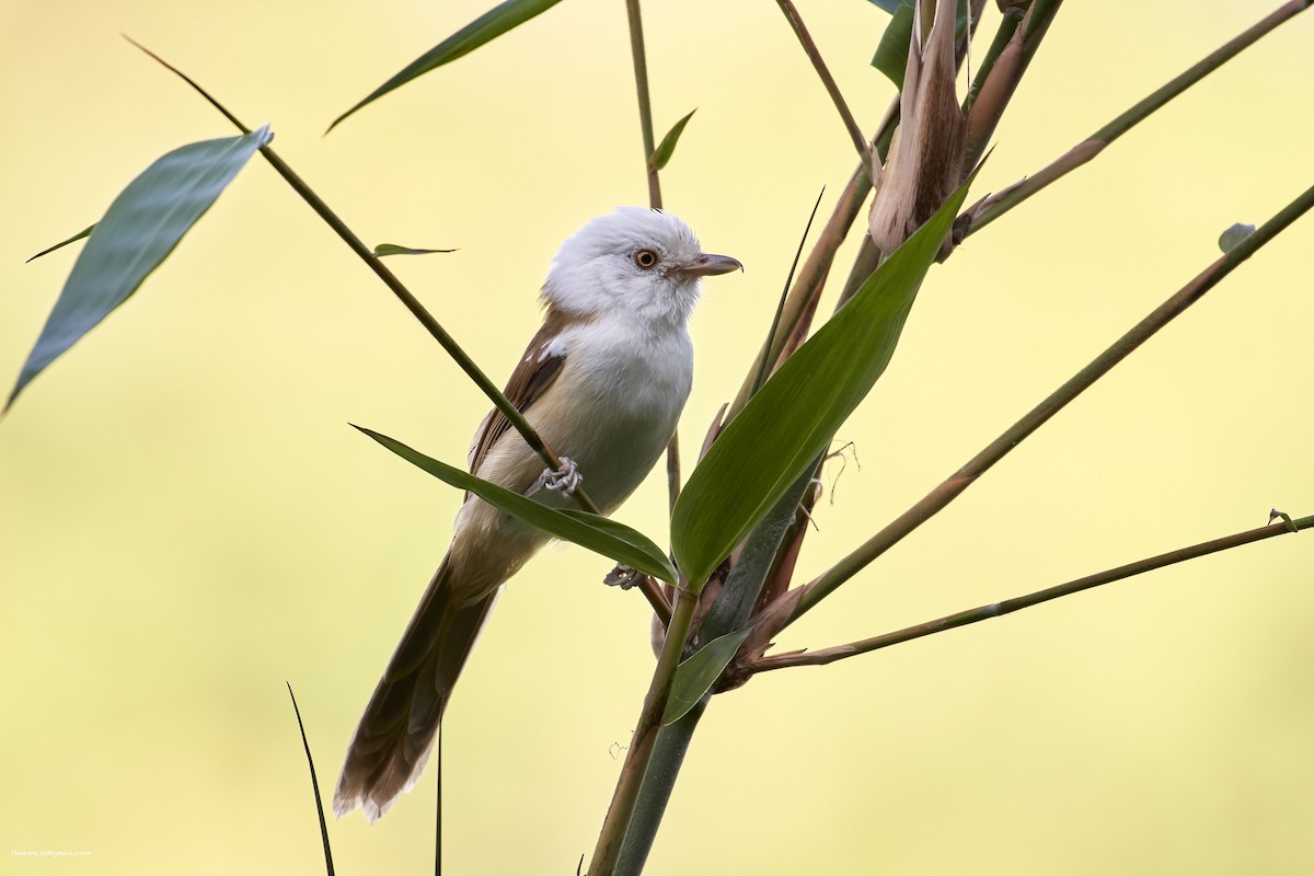 White-hooded Babbler - ML76844731