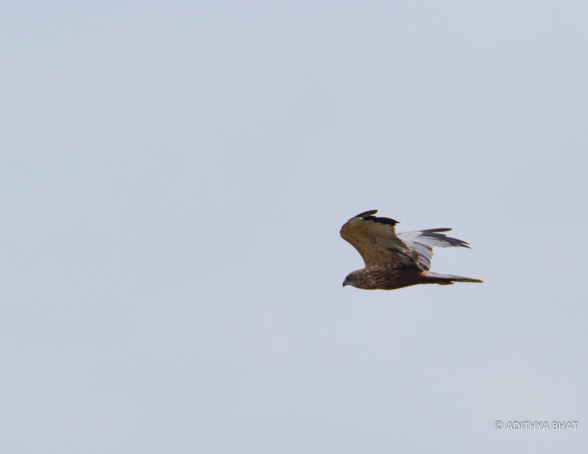 Western Marsh Harrier - ML76844791