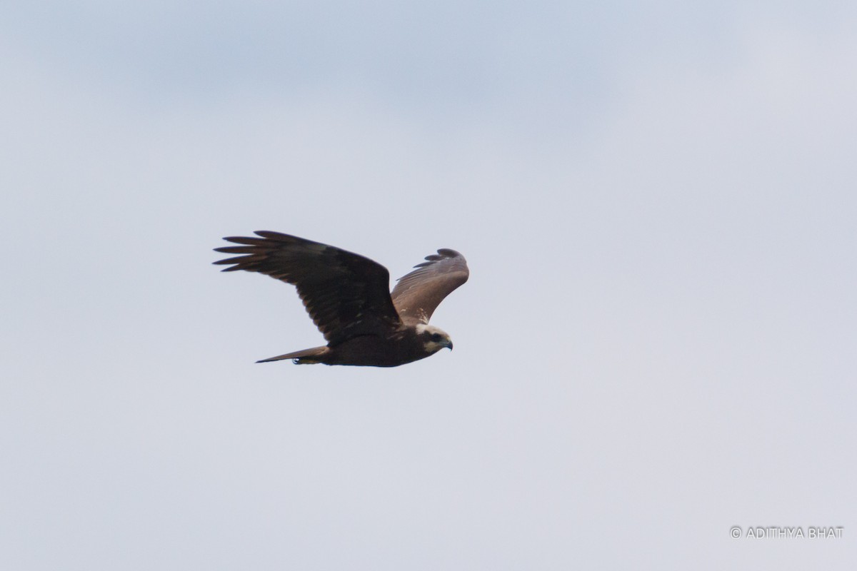 Western Marsh Harrier - ML76844801