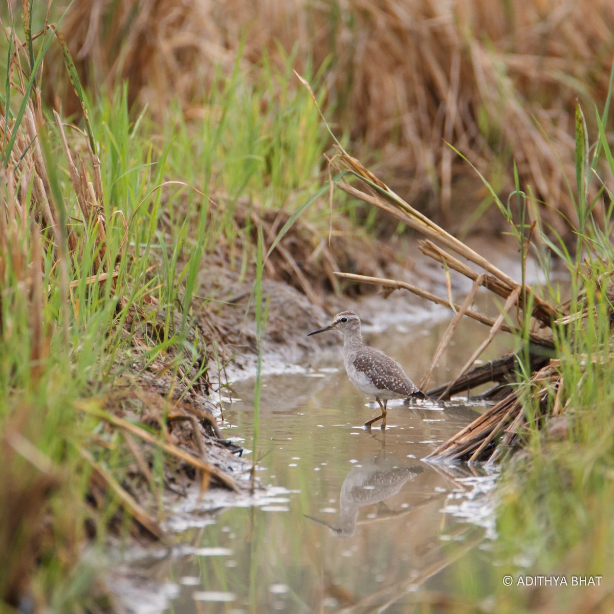 Wood Sandpiper - ML76844821