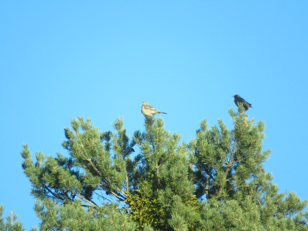 Mistle Thrush - Jesús Calderón