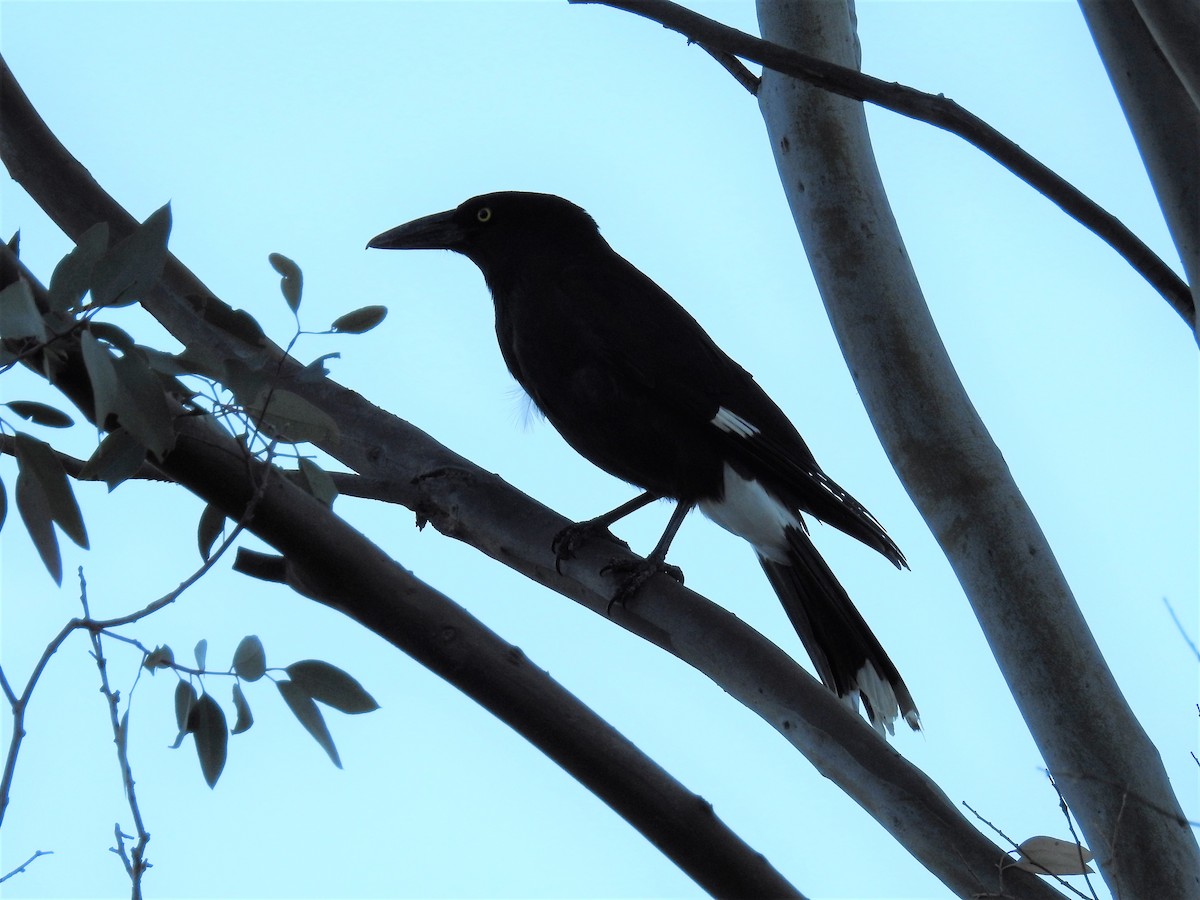 Pied Currawong - ML76845891