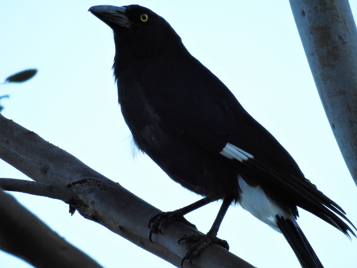 Pied Currawong - ML76845911