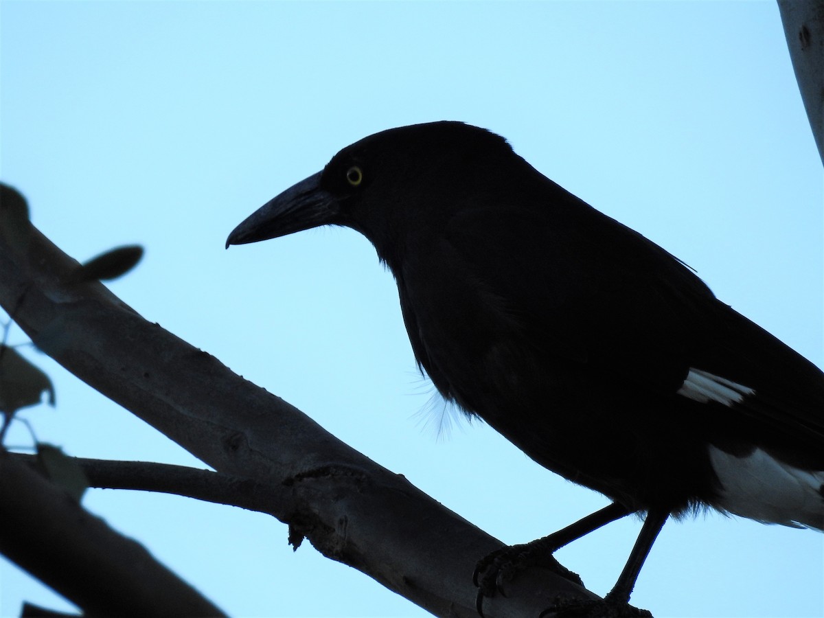 Pied Currawong - ML76845921