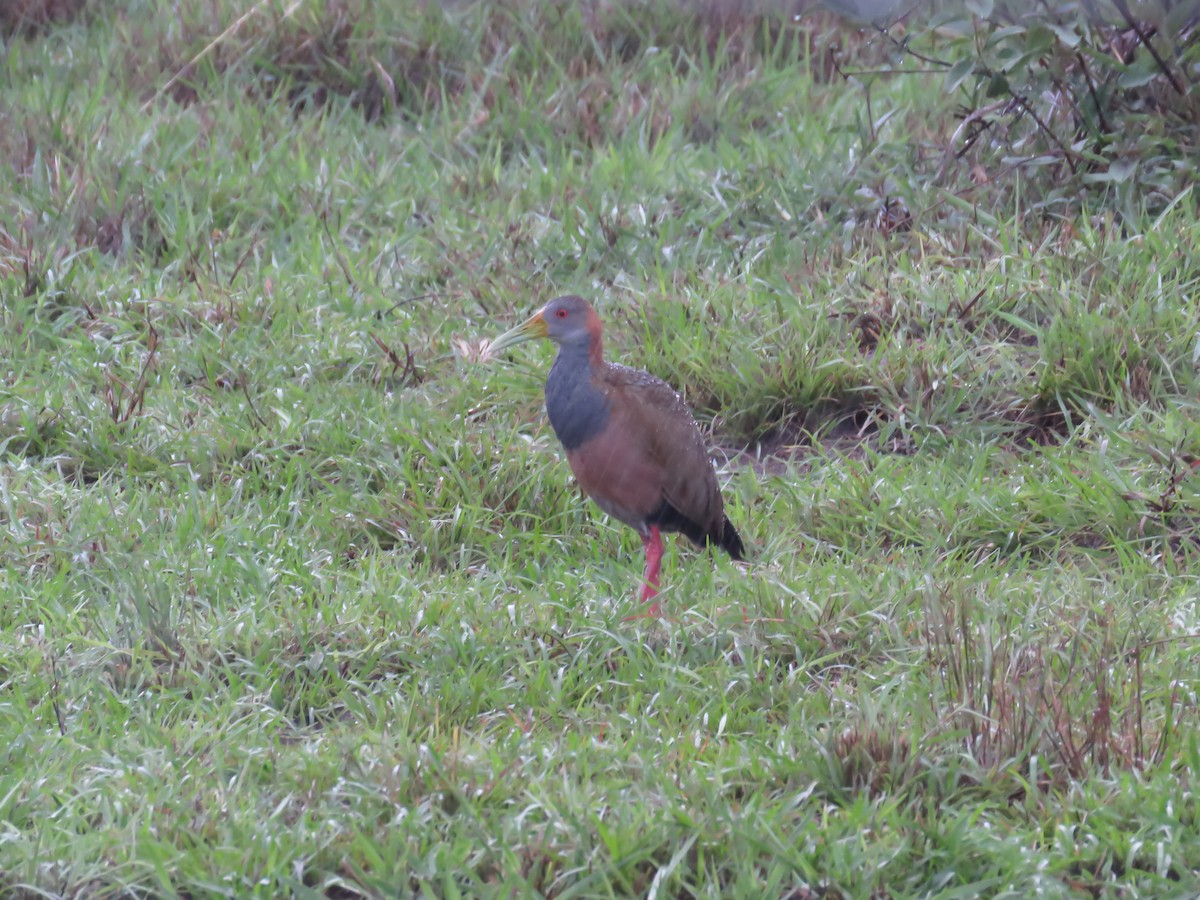 Giant Wood-Rail - ML76848301