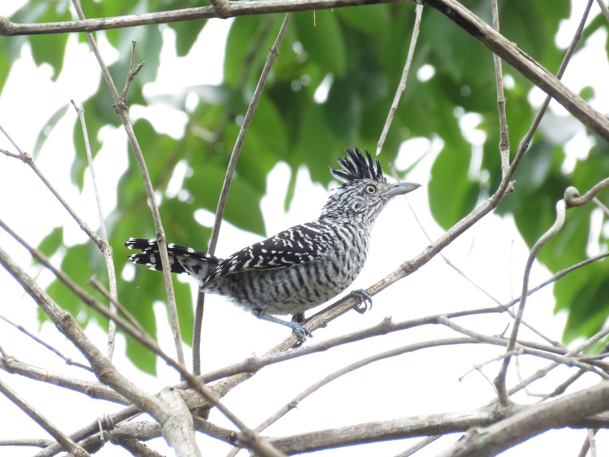 Barred Antshrike - ML76852641