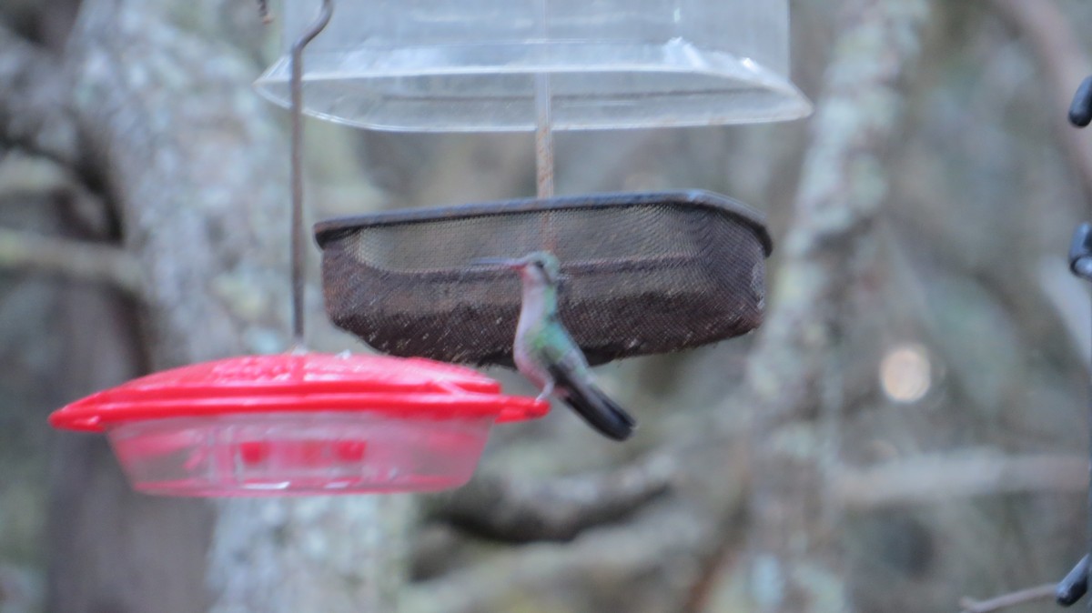Broad-billed Hummingbird - ML76853171