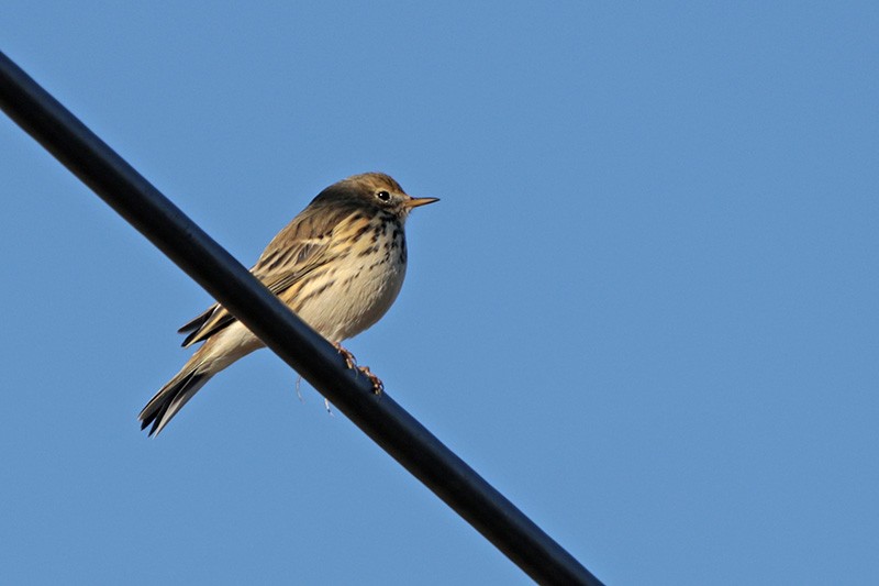 Meadow Pipit - Francisco Barroqueiro