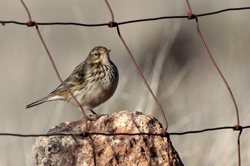 Meadow Pipit - ML76853791